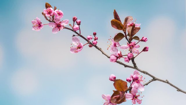 4K Time Lapse of blossoming branch with pink Cherry blossom flowers. Time-lapse spring tree branch with flowers and buds, against blue sky background. Stick tree branch springtime.