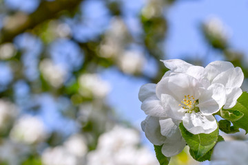  Blooming tree apple tree in the spring garden . Beautiful Spring natural Background . Nature concept for design. Close Up. Shallow depth. Greeting card background. Horizontal background.
