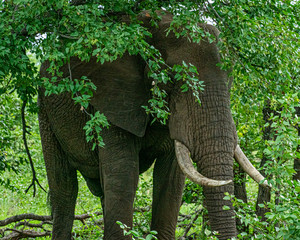 elephant in the forest