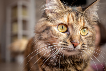 brown Siberian cat with yellow eyes looks at the camera on the background of children playing in the apartment © Ihor