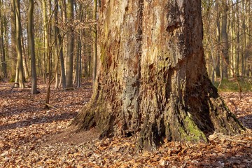 Ancient Tree Trunk in Autumn Forest: Nature's Cycle of Life and Decay