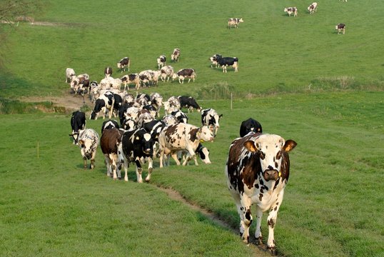 191 Best Vache Normande Images Stock Photos Vectors Adobe Stock 191 Best Vache Normande Images Stock Photos Vectors Adobe Stock