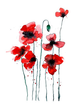 Stylized poppy flowers illustration. Red flowers, watercolor illustration.