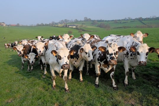 191 Best Vache Normande Images Stock Photos Vectors Adobe Stock 191 Best Vache Normande Images Stock Photos Vectors Adobe Stock