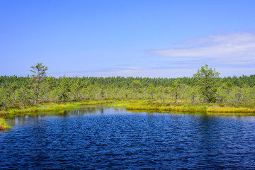 Viru bog (Viru Raba) in Lahemaa national Park, a popular natural attraction in Estonia, a tourist ecological trail. Picturesque landscape with swamp and forest