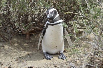 Naklejka premium PINGUINO 