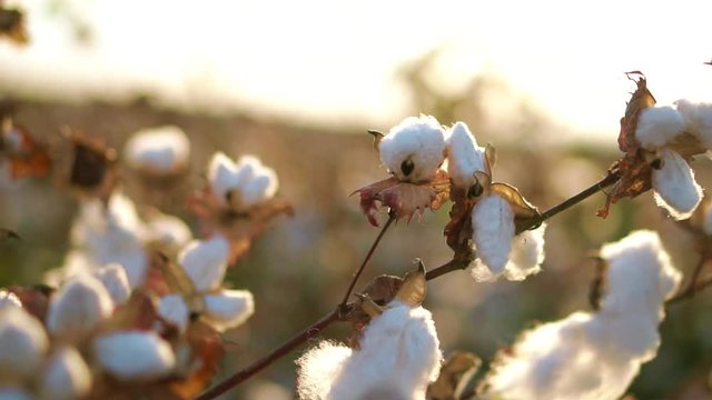 Blooming cotton field 