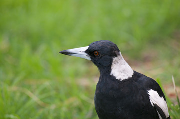 Australian magpie bird in Brisbane