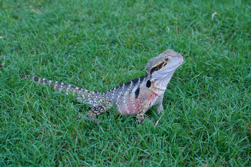 Australian water dragon on green grass