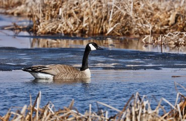 Obraz premium Canada goose with partial leucism.