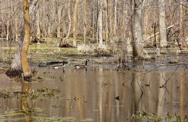 Canada goose with partial leucism.