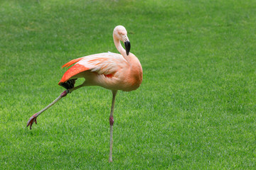 flamingo bird