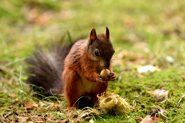 Naklejka na ściany i meble Red Squirrel eating seeds