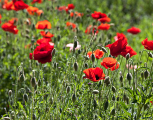 Obraz premium Blooming red poppies in the garden on an alpine hill