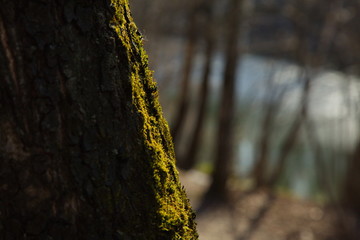 Mossy tree trunk in a spring forest, Russia.