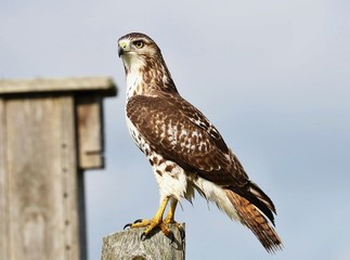 The red-tailed hawk is a bird of prey that breeds throughout most of North America, from the...