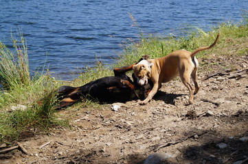 dogs playing near lake