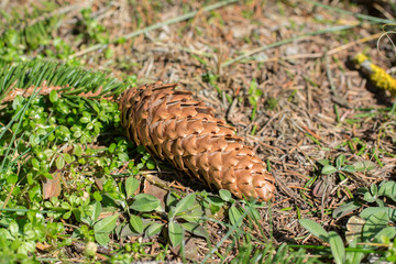 Single brown spruce conifer cone on the ground