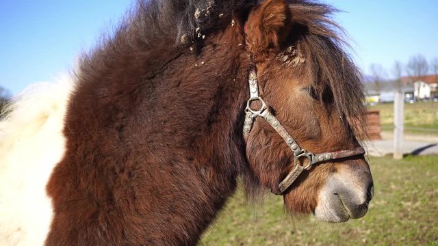 Small friendly pony relaxing on the farm