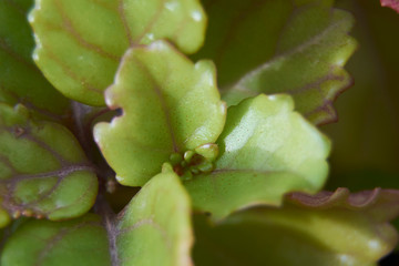 Fototapeta premium Close-up of a green plant leaf