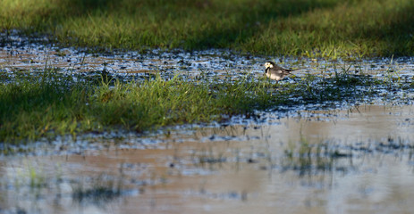 Pied Wagtail on the water