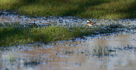 Pied Wagtail on the water