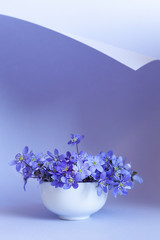 Fresh bouquet of delicate spring flowers liverwort Hepatica Nobilis in a white vase on a blue paper curl background
