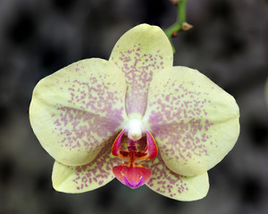Close up of green moth orchid