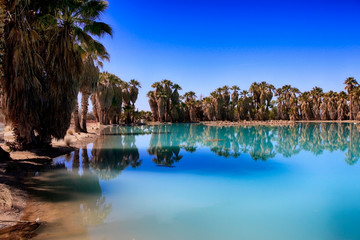 Fototapeta na wymiar Blue waters and palm trees at Agua Caliente Park, an oasis in the Arizonan desert NE of Tucson