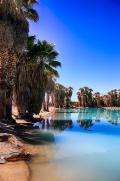 Blue waters and palm trees at Agua Caliente Park, an oasis in the Arizonan desert NE of Tucson