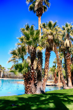 Blue water, green grass and palm trees at Agua Caliente Park, an oasis in the Arizonan desert NE of Tucson