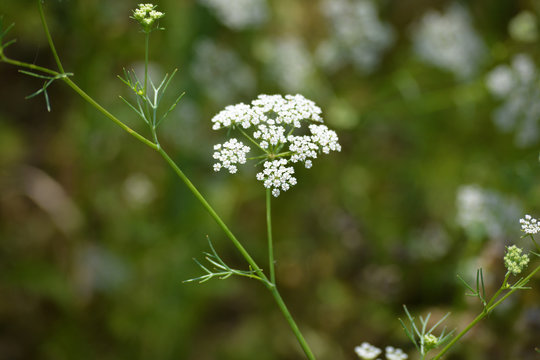 Cumin plant in the garden. Cumin is one of the oldest spices.