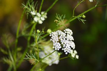 Cumin plant in the garden. Cumin is one of the oldest spices.