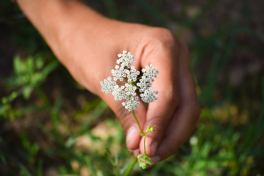 Cumin plant in hand at field. Cumin is one of the oldest spices.