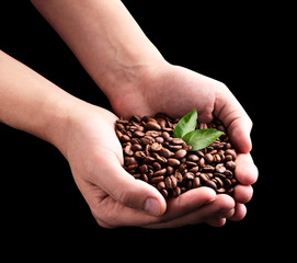 Coffee beans with green leaf in hands