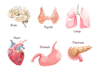 Set of hand-drawn watercolor human organs isolated on white background. Brain and heart, stomach and lungs,  thyroid and pancreas.