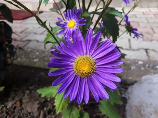 Obraz premium Purple flower of Aster alpinus, in the garden. It is an ornamental plant in the family Asteraceae.