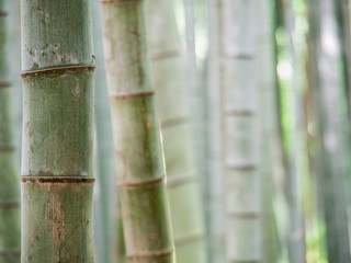 bamboo background with copu space