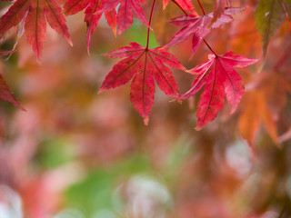 closeup of red color maple leaf