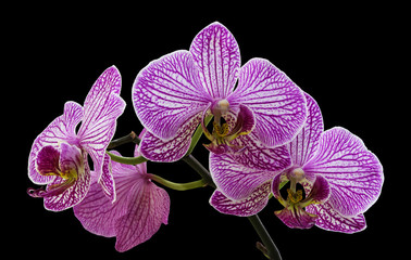 Fototapeta na wymiar Beautiful twig of purple orchid flowers isolated on black background.