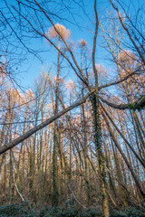 Sturm Schäden im Mischwald