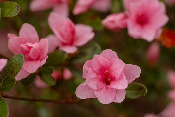 Azalea Pink Flower Bush