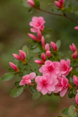 Fototapeta na wymiar Azalea Bush With Pink Flowers