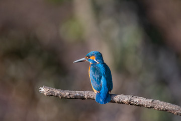 Naklejka premium Martin Pescatore