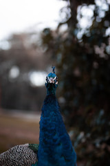 Obraz premium Pavo real