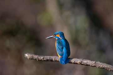 Fototapeta premium Zimorodek