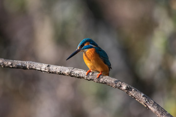 Martin Pescatore