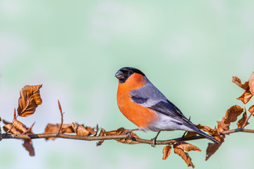Eurasian bullfinch (pyrrhula pyrrhula) sits on a branch in a forest park .