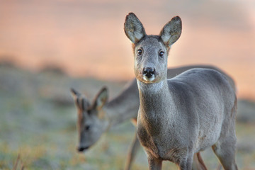 European roe deer (Capreolus capreolus)