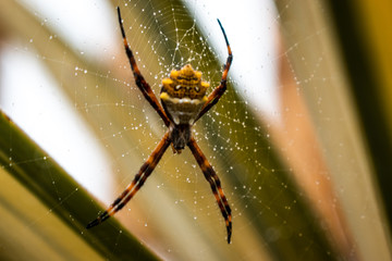 spider on a web